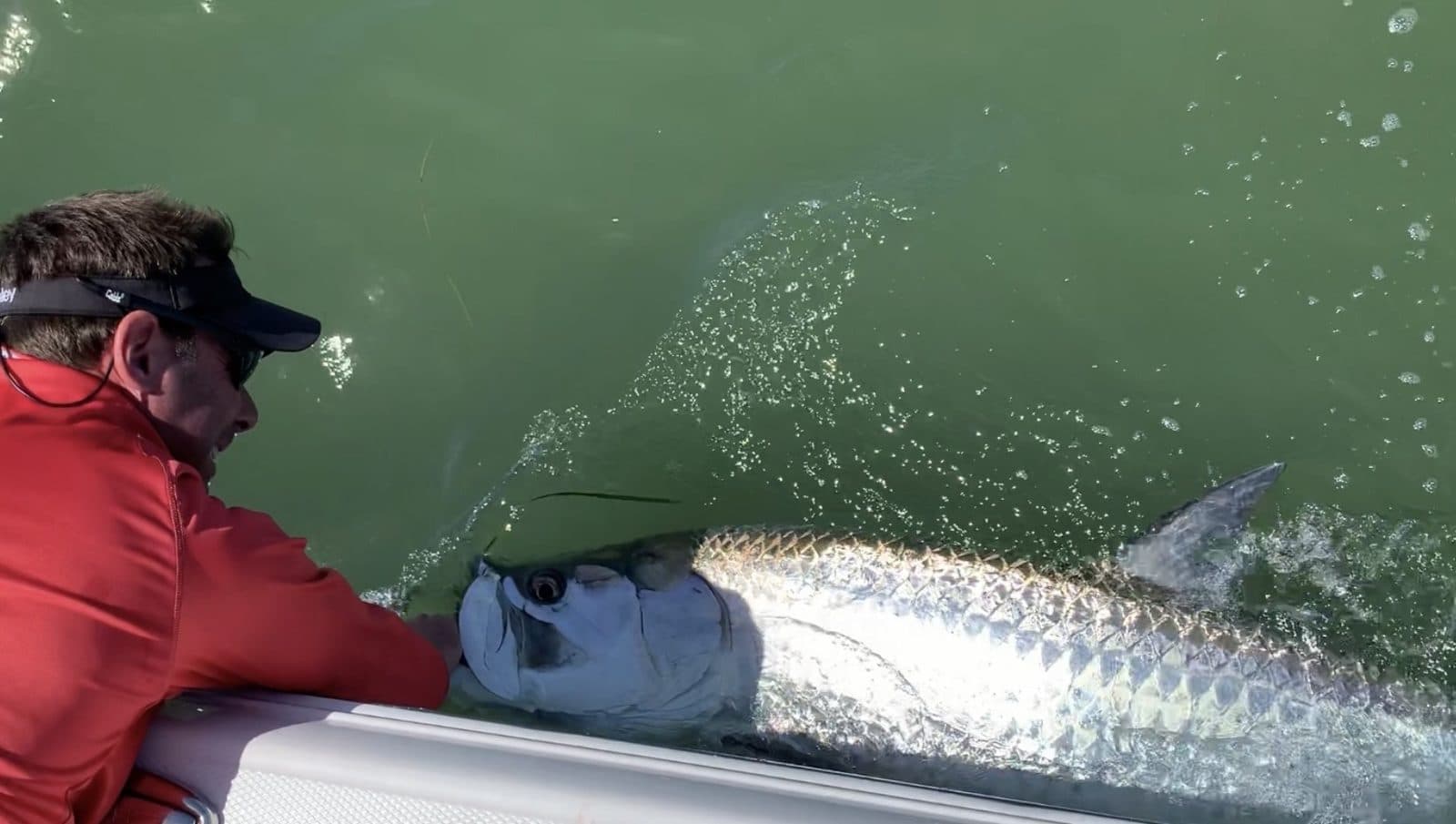 Tarpon boatside before release
